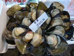 marché aux poissons moules tokyo voyage japon