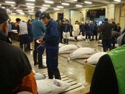 anchéres aux thon tokyo voyage japon